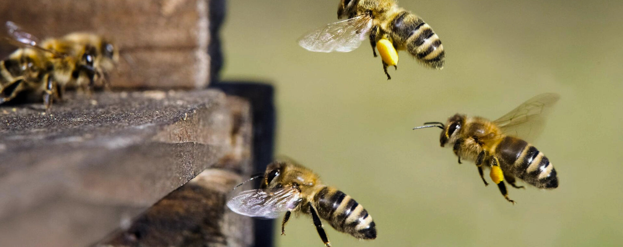 Allergisch auf Insektengift?